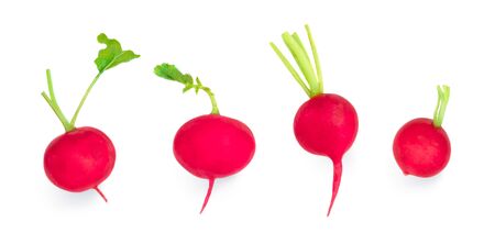 Fresh radish isolated on white background. Small garden Radish vegetables in a row. の写真素材