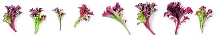 Creative layout made of Salad leaves lettuce isolated on white background. Purple Lettuce flat lay....