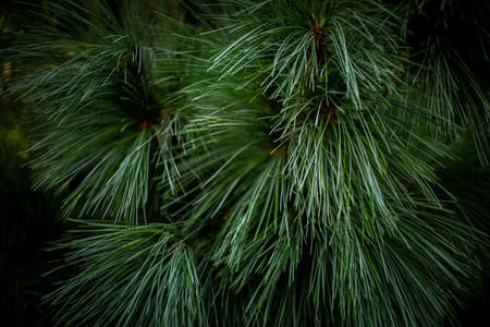 Christmas tree branches. Nature New Year concept. Merry Christmas card.
