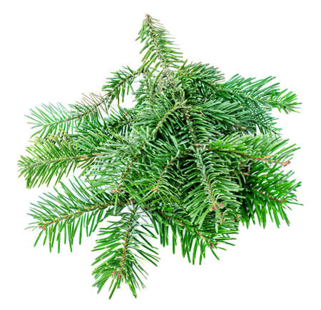 Fir tree branch isolated on white background. Green Pine close up. Christmas concept.の写真素材