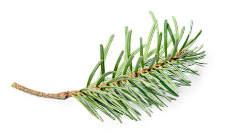 Spruce branch isolated on white background. Green fir tree close up.の写真素材