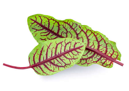 Fresh beetroot leaves isolated on white background. Salad Leaf ingredient close-upの写真素材
