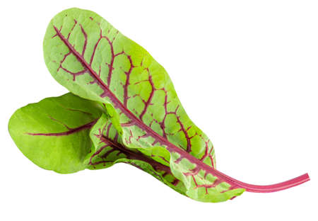 Fresh chard leaf and beetroot leaves isolated on white background. Close-up