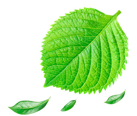 Set of Beautiful green leaves isolated on white background. Perfect spring leaf for your design,...