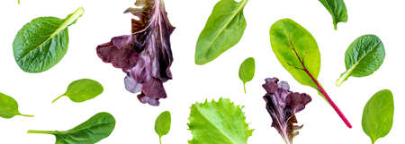 Salad leaves Collection. Salad mix with rucola, frisee, radicchio, lettuce Isolated on white background. Flat lay. Top viewの写真素材