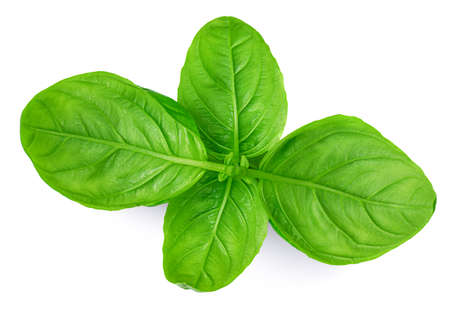 Fresh basil leaf isolated on white background, close up. Basil herb top viewの写真素材