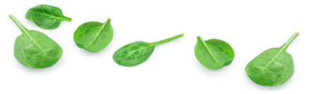 Flying Spinach leaves isolated on white background. Spinach leaf Collection. Top view. Flat lay.の写真素材
