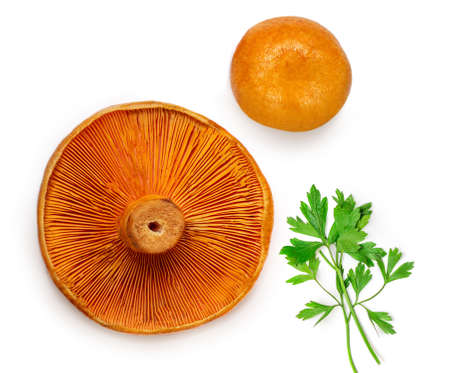 Red pine mushrooms with parsley leaf isolated on white background. View from above. ... Flat lay.の写真素材