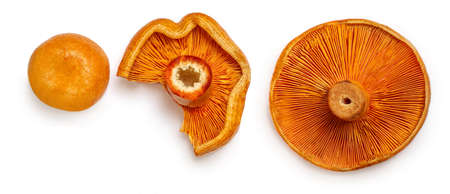 Red pine mushrooms isolated on white background. Top view. Flat lay.の写真素材