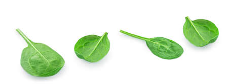 Flying Spinach leaves isolated on white background. Spinach leaf Macro. Top view. Flat lay.の写真素材