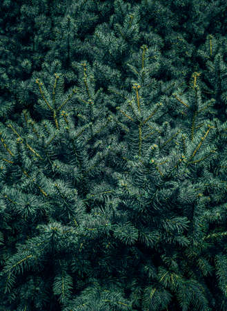 Christmas fir tree branches Background. Christmas pine tree wallpaper. Copy space.の写真素材
