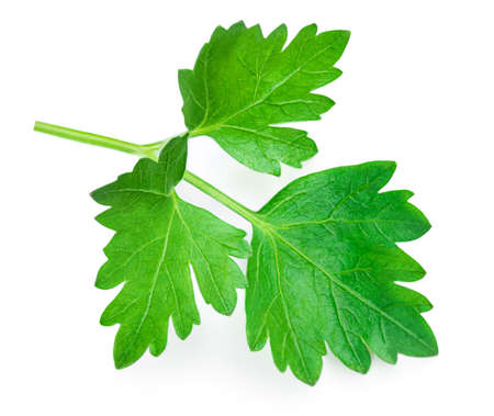 Parsley. Parsley herb isolated on white background.の写真素材