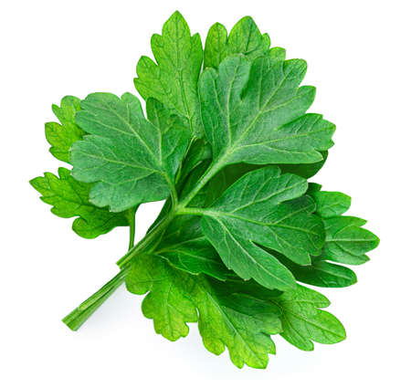 Parsley. Parsley herb isolated on white background.の写真素材