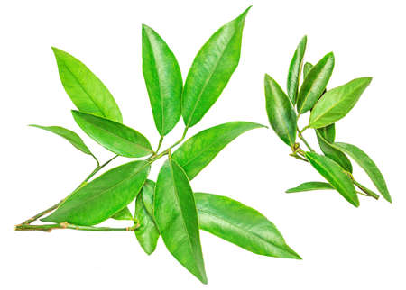 Mandarin oranges fruits or tangerines (clementine) green leaves isolated on a white background. Citrus leafの写真素材