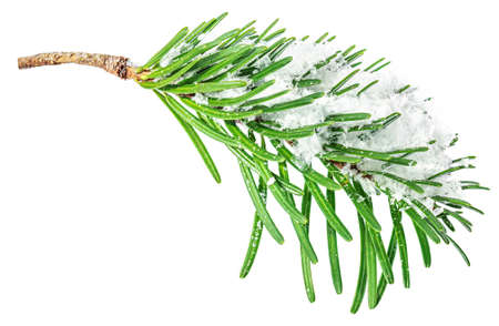 Fir branch with a snow isolated on white background. Christmas conceptの写真素材