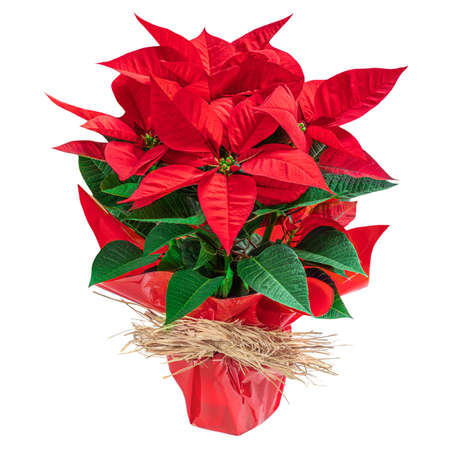 Poinsettia in a flowerpot isolated on white background. Red Christmas flower Euphorbia as a Xmas symbolの写真素材