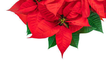 Red Christmas flower Poinsettia isolated on white background. Xmas symbol Euphorbia Flat lay. Top view.の写真素材