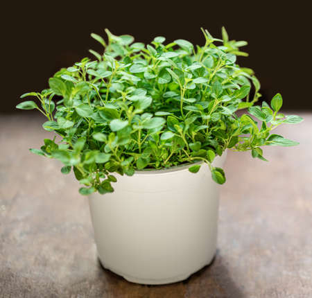 Oregano or marjoram plant in a flower pot on wooden background. Fresh oregano herb.の写真素材