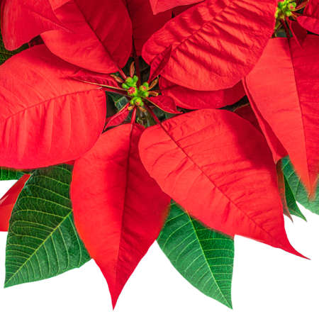Red Christmas flower Poinsettia isolated on white background. X-mas symbol Euphorbia Top view.の写真素材