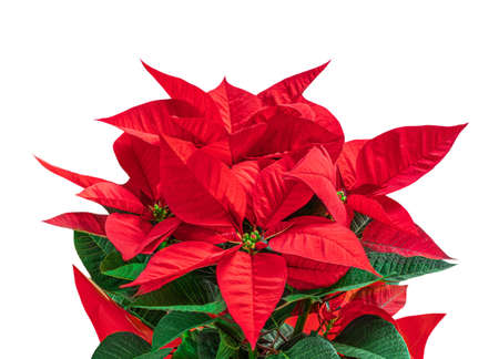 Red Christmas flower Poinsettia isolated on white background. X-mas symbol Euphorbia Top view.の写真素材