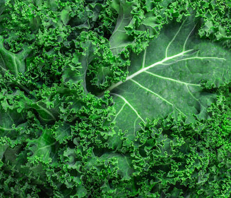 Kale Salad. Fresh Green Kale vegetable leaves texture as a background. Healthy eating vegetarian food concept.の写真素材