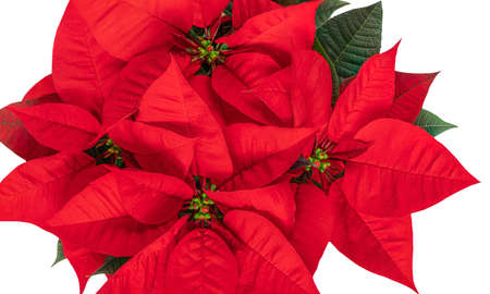 Red Christmas flower Poinsettia isolated on white background. Xmas symbolの写真素材