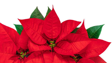 Red Christmas flower Poinsettia isolated on white background. Xmas symbolの写真素材
