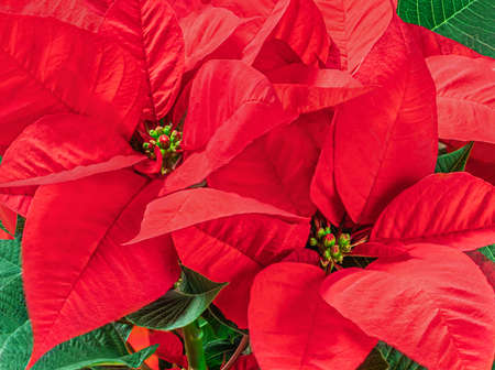 Red Christmas flower Poinsettia as a background. Wallpaper. Xmas symbol Euphorbiaの写真素材