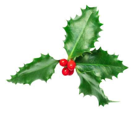 Xmas Holly berry leaves isolated on white background. Christmas symbol. Holly decoration with red berries Top view. Flat layの写真素材