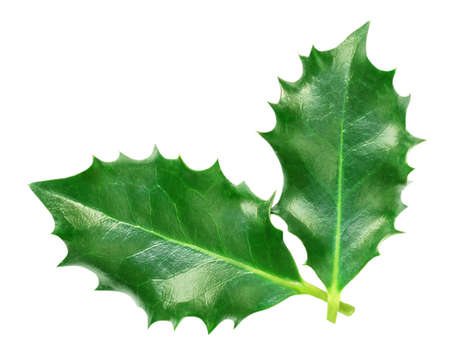 Holly berry leaves isolated on white background. Christmas symbol. Holly decoration Top view. Flat layの写真素材