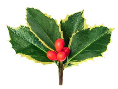 Holly berry isolated on white background. Christmas Holly leaves decoration with red berries. Top viewの写真素材