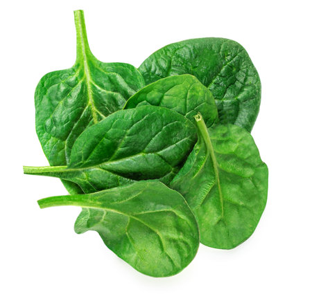 Spinach leaves isolated on white background. Fresh Spinach Closeup. top view. flat lay.の写真素材