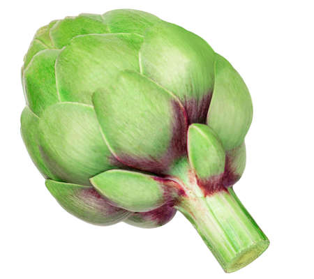 Fresh Artichoke isolated on white background. Raw Artichok Closeupの写真素材