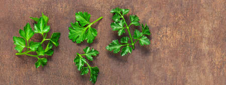 Parsley herb leaves on wooden table. Fresh Parsley Closeup. copy spaceの写真素材