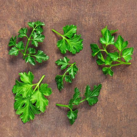 Parsley herb leaves on wooden table. Fresh Parsley Closeup.の写真素材