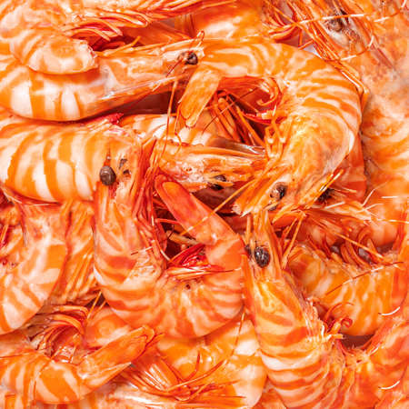 Unpeeled Shrimps as a textured background. Sea food concept. Red raw prawns wallpaperの写真素材