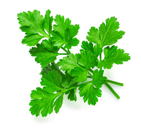 Parsley herb isolated on white background. Parsley leaf top view, flat layの写真素材