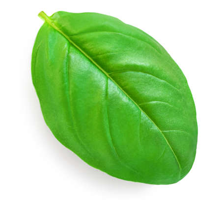 Fresh basil leaf isolated on white background, close up. Basil herb Top view. flat layの写真素材
