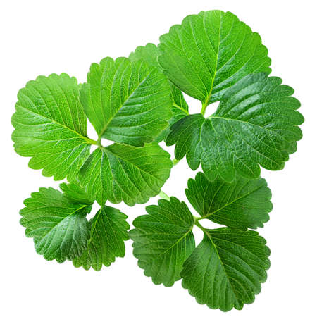 Strawberry leaves isolated on white background. Fresh green berry leavesの写真素材