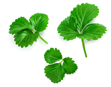 Various Strawberry leaves isolated on white background. fresh green berry leaves closeup.の写真素材