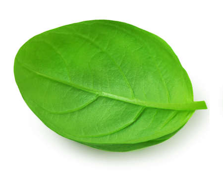 Basil leaf isolated on white background. Basil leaves basic ingredient for pesto sauce.の写真素材