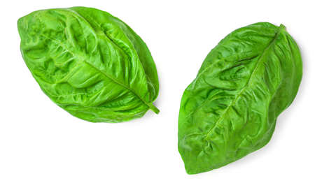 Basil leaf isolated on white background. Basil leaves basic ingredient for pesto sauce.の写真素材