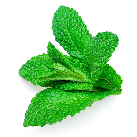 Fresh mint leaves collection isolated on white background, top view. peppermint. Menthaの写真素材