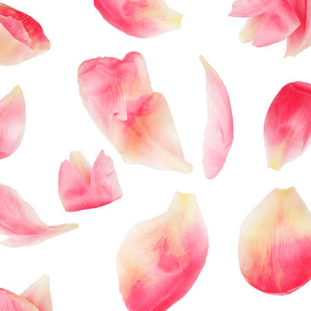 Pink peony flower isolated on white background. pattern. . Beautiful peony bud top view. flat lay. creative layoutの写真素材