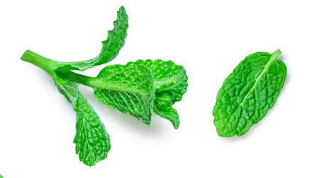 Fresh mint leaves collection isolated on white background, top view. peppermint. Menthaの写真素材