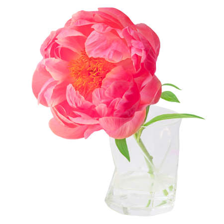 Pink peony flower in a glass isolated on white background. Beautiful peony bud closeupの写真素材