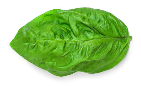 Basil isolated. Basil leaf on white background. Basil leaves basic ingredient for pesto sauce. top view. flat layの写真素材