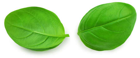 Basil isolated. Basil leaf on white background. Basil leaves basic ingredient for pesto sauce. top view. flat layの写真素材