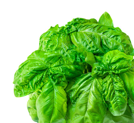 Basil leaves for pesto isolated on white background. fresh green basil herb closeupの写真素材