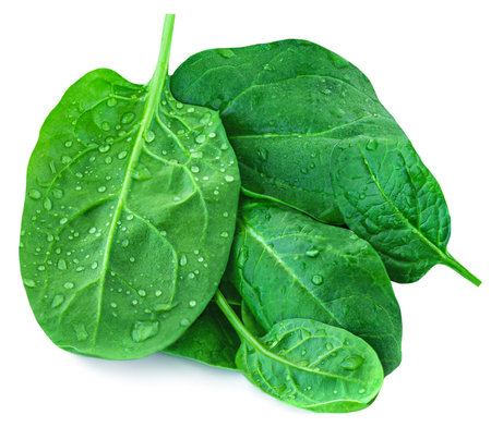 Spinach leaves isolated on white background. Fresh baby Spinatch with water drops close upの写真素材